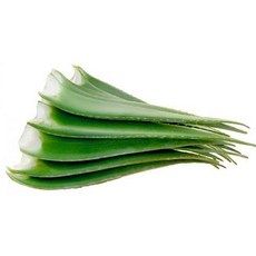 올댓리빙 유기농 생알로에 알로에 베라잎 5kg, 1개