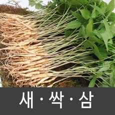장성 새싹삼 새싹인삼 특 대 중 소, 1박스, 소 (100뿌리)