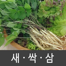 장성 새싹삼 새싹인삼 특 대 중 소, 1박스, 중 (100뿌리)