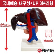 셀프손발모형