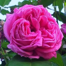 목하원예조경 사계고급줄장미(코랄던 분홍)
