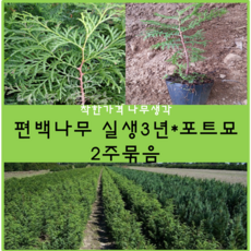 편백나무 실생3년*포트묘*2주묶음