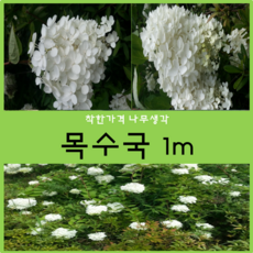 목수국 1m 1주