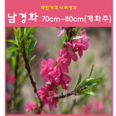 남경화 70cm~80cm(개화주) 1주