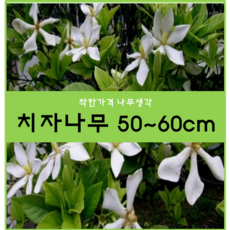 치자나무분재