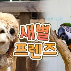 [제주] 제주 새별프렌즈 동물원 알파카목장