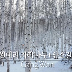 [강원] 눈꽃여행 인제 원대리자작나무 수타사산소길 당일