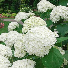 아나벨수국 스트롱아나벨 15cm화분 정원수, 흰색, 1개