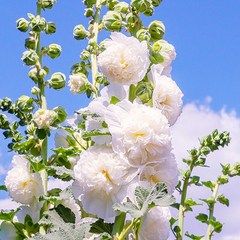 [모야모 꽃씨] 겹접시꽃 흰색 더블화이트 10립 씨앗, 1개