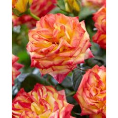 트위스터 셀렉트 (rosa twister select) 장미 대품 21cm 사각포트 매직장미 사계장미 관목장미 신품종장미 꽃보러가자, 1개