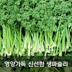 국산 파슬리 Parsley 1kg 생파슬리 생파세리 이태리파슬리 파세리 샐러리 파슬리생 특수야채 파셀리 국내산파슬리, 1kg 1박스, 1개