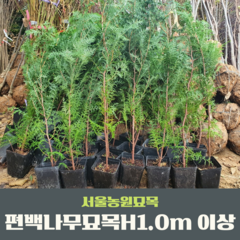 서울농원묘목/편백나무 실생2년생 H1.0m이상 뿌리묘 조경수 관상수, 1개