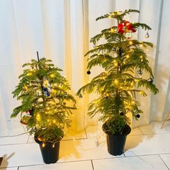 청년농부 아라우카리아 아레우카리아 크리스마스트리 트리식물 트리꾸미기, 대형, 1개