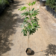 나무마켓 황칠나무 인테리어식물, H0.8 포트묘(80cm), 1개, 혼합색상
