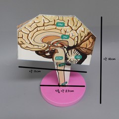 뇌 구조 만들기(4인)-JHY