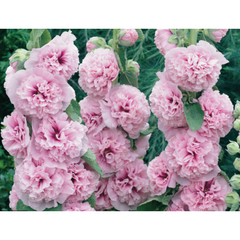 겹더블접시꽃 핑크 (모종3개묶음) 노지월동다년초 가을식재용 규격10cm포트묘 꽃심야생화, 3개