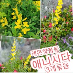 애니시다-3개묶음/노랑노랑한 꽃에서는 은은한 레몬향, 3개