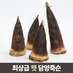 삼시세끼연구소 최상급 담양 삶은 죽순 죽순채 생죽순 맹종죽 5kg 10kg, 2.삶은 죽순채 600g