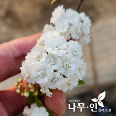 [나무인] 겹공조팝(소주조팝) 5개