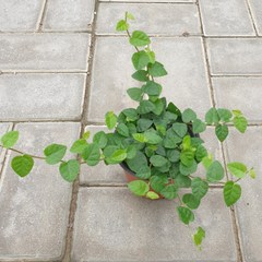 피커스푸밀라 정글식물 테라리움 푸밀라미니마 제주애기모람 테라리움 비바리움 소품 행잉 식물, 1개