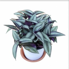 그린플랜트 꽃식물 달개비(품종랜덤) 1+1
