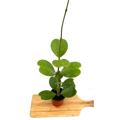 [골든플랜트] 하트호야체인 ﻿Heart Hoya 실내인테리어식물 관상용 반려식물, 1개, 혼합색상