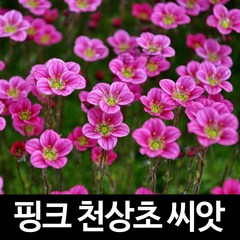 핑크 천상초 씨앗 운간초 종자 야생화 꽃씨 씨 100알, 1개