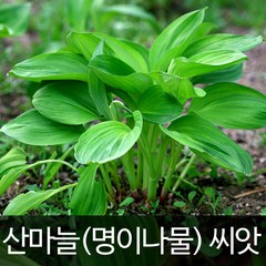 산마늘 씨앗 채소씨앗 야채씨앗 명이나물 씨앗 50알, 1개