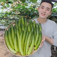 오이 오이지오이 백다다기 백오이 오이지용 소박이용 10개 25개 50개, 5kg(상등급, 25개입), 1개