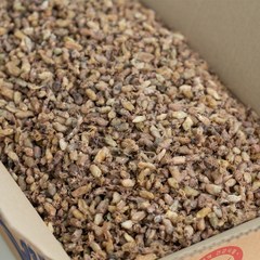 오늘의바다 국산 햇 잔꼴뚜기 아기 콩알 꼴뚜기 (당해 생산), 500g, 1개