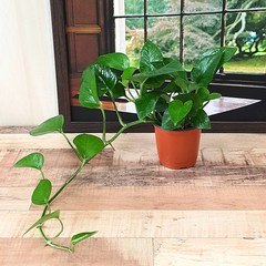 실내공기정화식물 스킨답서스 수경재배 관엽 포트 10호, 1개