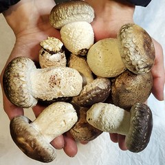 [나영이농원]디엠지송고버섯 국내산 무농약 당일수확 실속형1키로 500그램, 실속형1kg, 1개