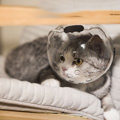 고양이발톱헬멧 딩동댕 우주헬멧