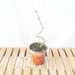 그린피아약초 미스김 라일락 포트묘 분재 공기정화식물 향기나는 꽃 나무, 1개