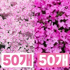 꽃잔디 콤비 100개 (무늬50개 홍설50개) 매년 피고 번지고 / 돌사이나 잔디대용 GP9