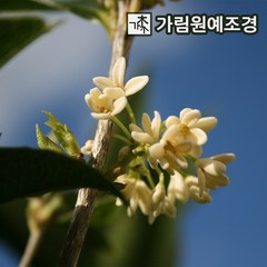 목서나무 금목서 은목서 가림원예조경, 은목서 키120cm개화주, 1개