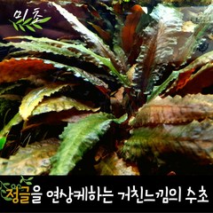 [미초] 크립토코리네 웬드티 수초 1뿌리 / 중후경 수초 / 레이아웃 / 어항 수초