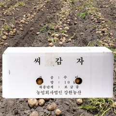 강원도종자 씨감자 수미 감자씨앗, 씨감자10kg, 1개
