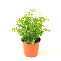 대성식물 실내 공기정화식물, 1개, 아디안텀(10cm)