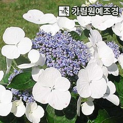 별수국 수국 산수국 정원수 가림원예조경, 별수국 리벨리 P9포트, 1개