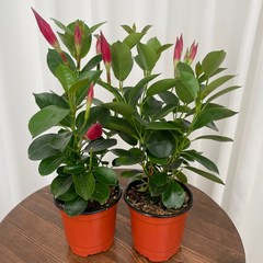 만데빌라 1+1 온정원 공기정화식물