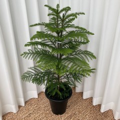 아라우카리아 대형 크리스마스 트리 온정원 공기정화식물, 1개