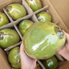 베트남 생그린코코넛 천연 이온음료 (1개당 1.3kg내외), 12입, 1개 1.3kg내외