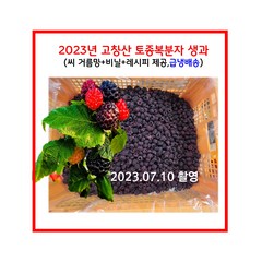 2023년 햇 고창산 토종 복분자 5kg 생과(거름망+비닐+레시피 제공), 1개