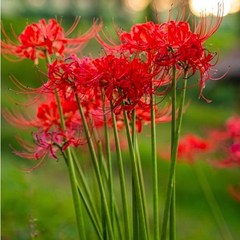 5구 세트 석산 꽃무릇 구근 여름에 빨강 꽃 피는 수선화과 상사화 꽃무릇 구근 판매, 5개 세트 석산 꽃무릇 구근