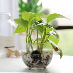 그린테라피 수경재배 식물 유리병 실내 공기정화식물 수경식물키우기 DIYSET, 스킨답서스+어항