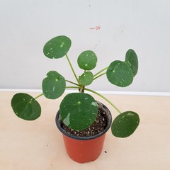[용이네 화원] 동글동글 예쁜 잎을 가진 필레아페페 075 화원 농원, 1개