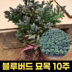 블루버드 식물 버드나무묘목 10주 화분묘 포트묘 조경수