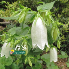섬초롱 [4포트](복남이네 야생화 모종 캄파눌라 토종식물) 흰 섬 초롱꽃, 1개
