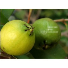 열매식물- 레몬구아바 모종 4개 (L0588)
